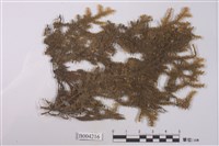 藏品(毛邊光萼蘚)的圖片